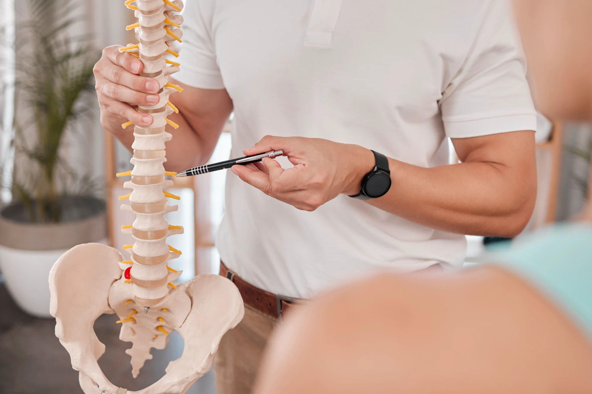 A chiropractic professional points to a vertebra on a spine and pelvis model, explaining the anatomy to a seated patient.